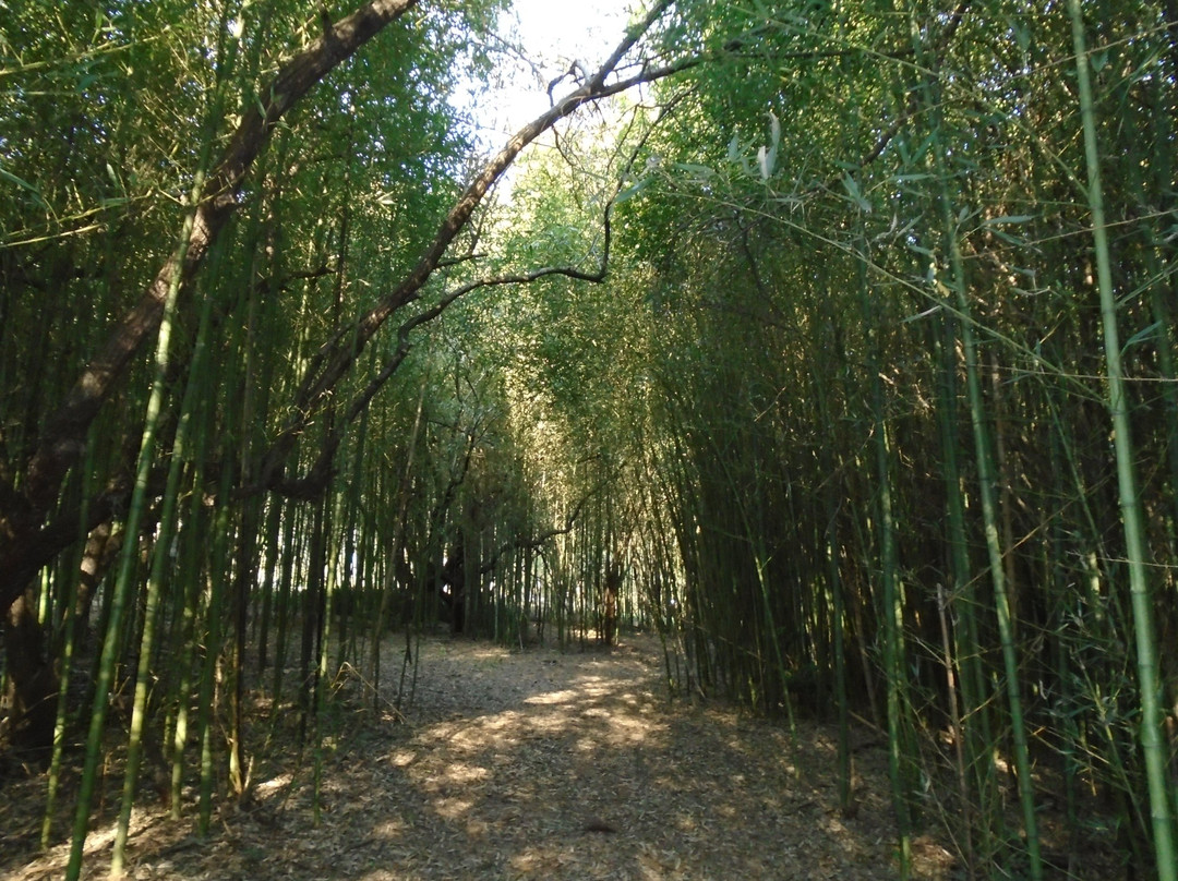 Botanical Garden of the University of Santa Maria景点图片