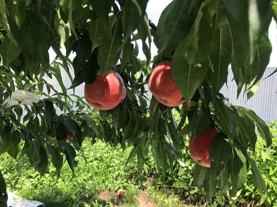 Ono Orchid & Orchard Garden景点图片