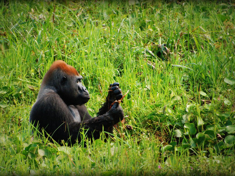 Nouabale-Ndoki National Park-Sangha Department必去景点