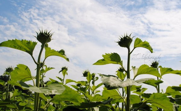 Pope Farm Conservency-Middleton必去景点