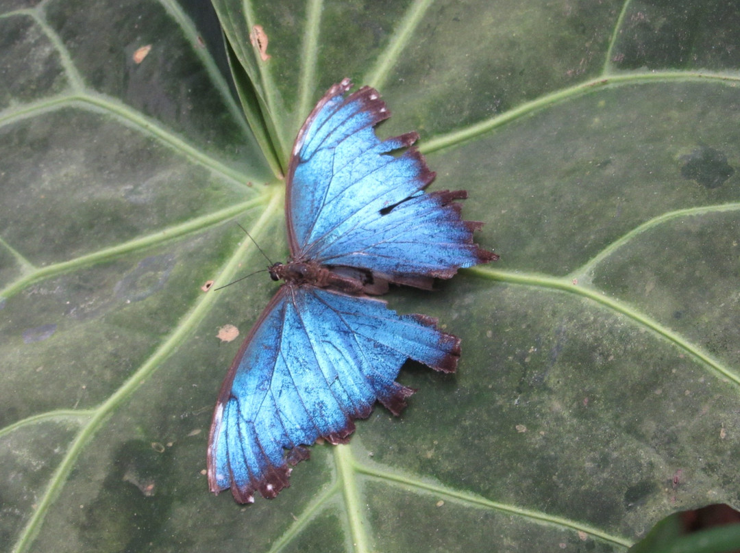 Mariposario Butterfly Garden景点图片