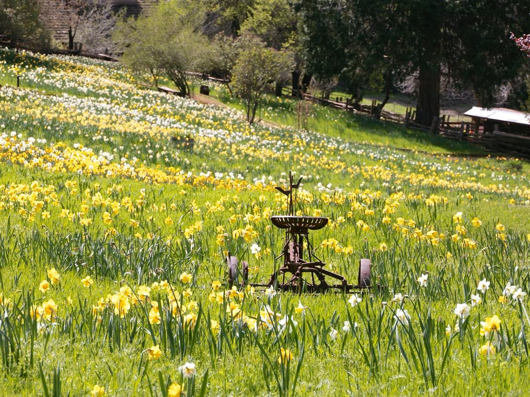 McLaughlin's Daffodil Hill景点图片
