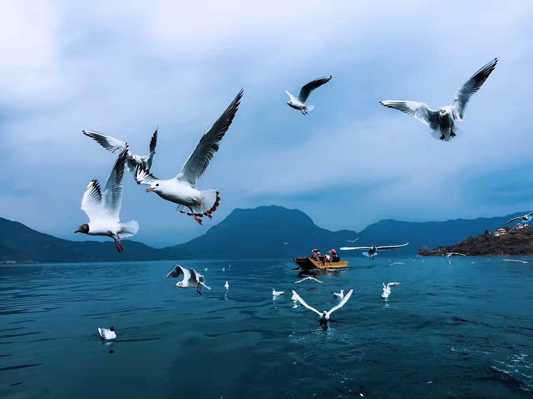 猪槽船与湖心岛-宁蒗彝族自治县必去景点