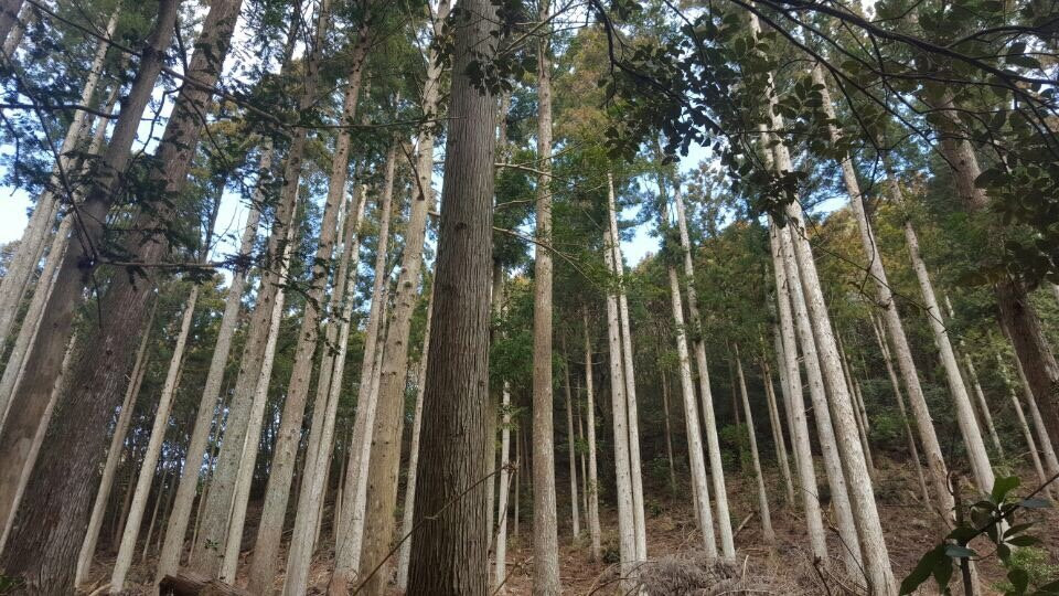 Narutaki-对马市必去景点