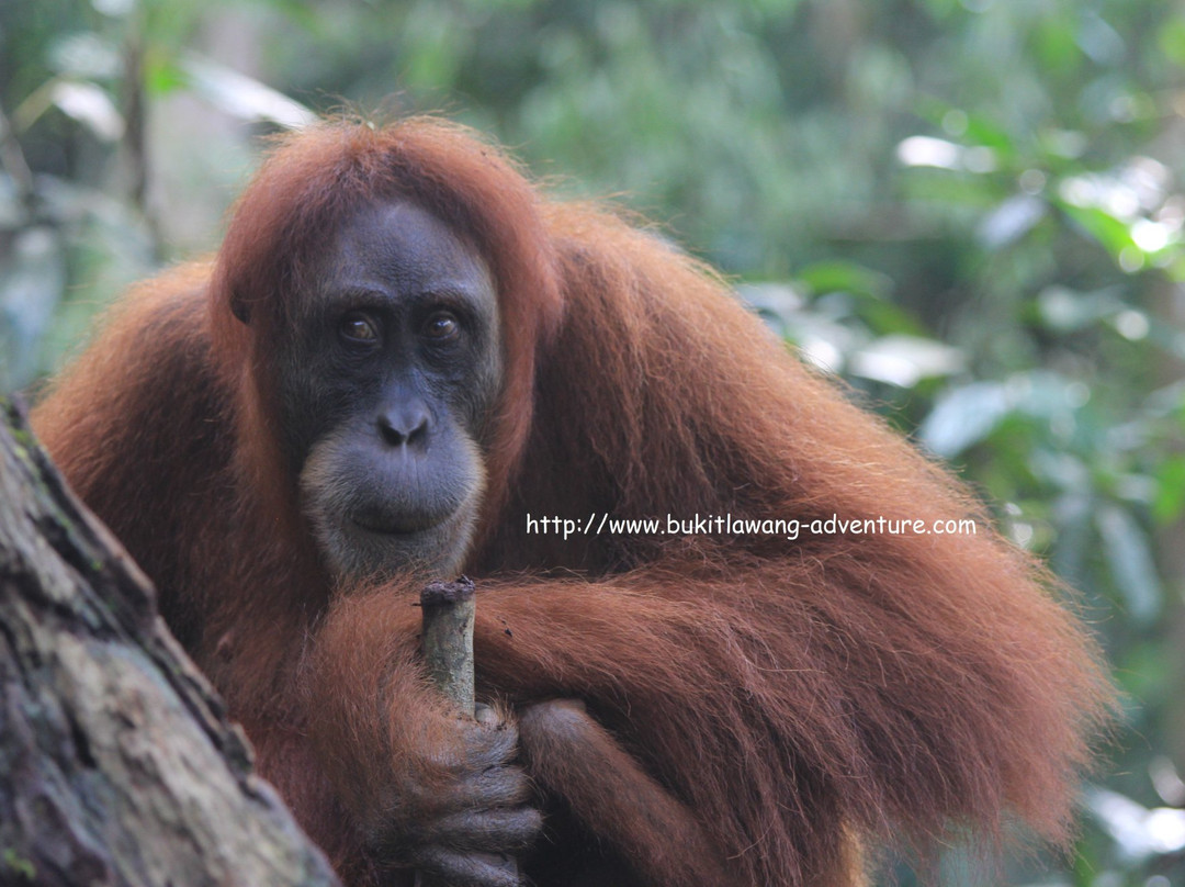 Bukit Lawang Adventure-武吉拉旺必去景点