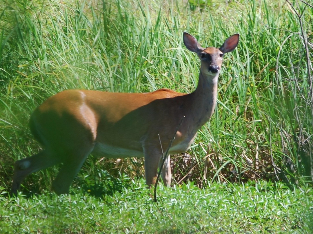 Nickle Plate Trail-Glen Carbon必去景点