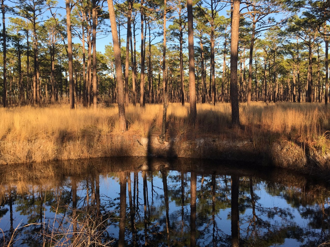 Patsy Pond Nature Trail景点图片