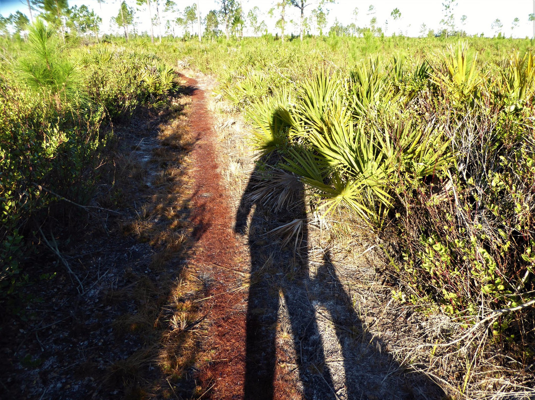 Seminole State Forest景点图片