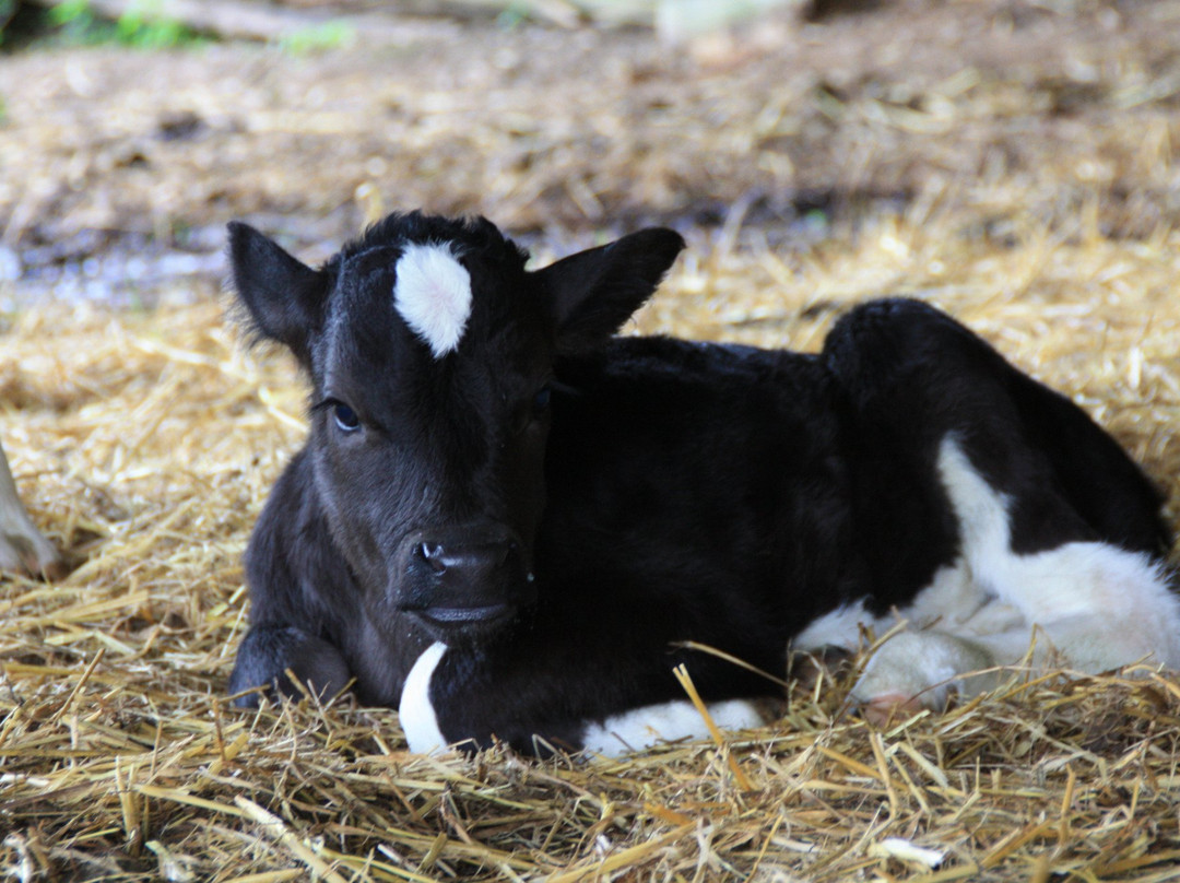 Ferme Le Buis Sonnant-Plouguernevel必去景点