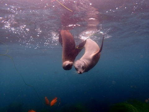 Dive California-圣地亚哥必去景点