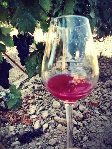 Vinedos y Bodegas Terra D´art景点图片