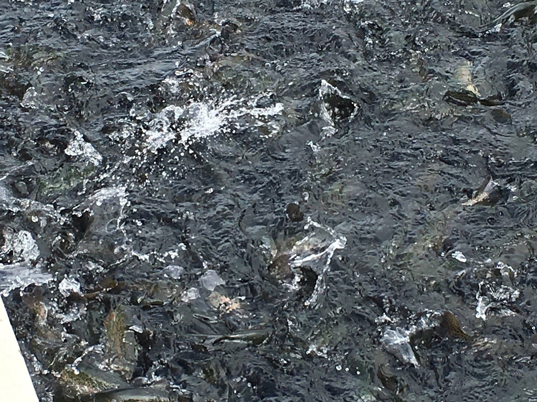 Mt. Shavano Fish Hatchery-萨利达必去景点