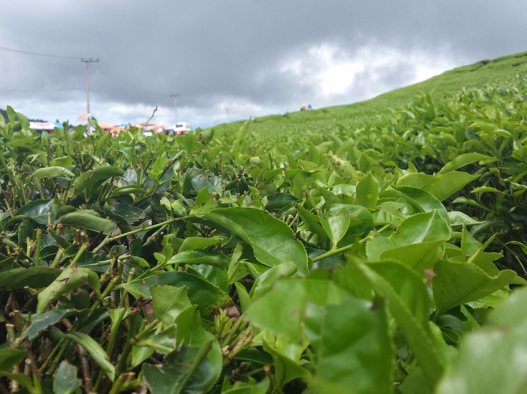 Solok旅游景点-Alahan Panjang Tea Farm