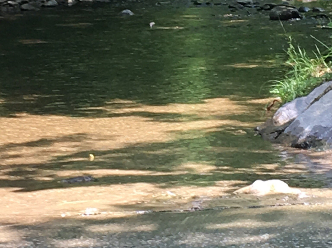 Cades Cove Campground Store and Bike Rental-汤森必去景点