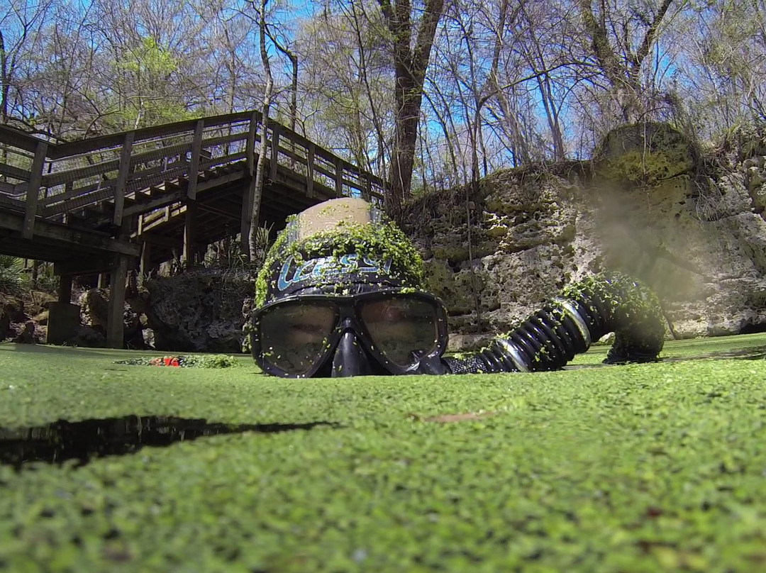 Wes Skiles Peacock Springs State Park-Live Oak必去景点