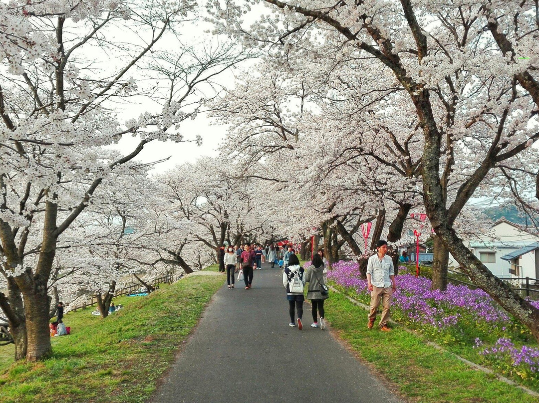 Hikawateibou Cherryblossom Street-云南市必去景点