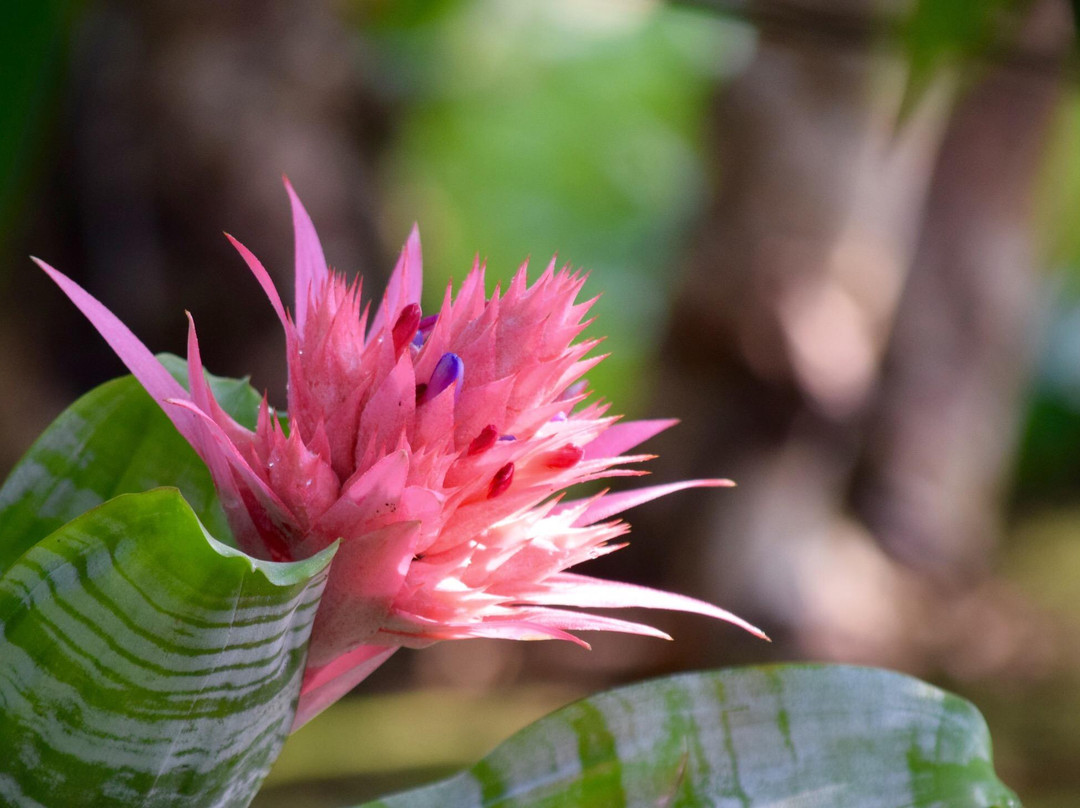 Himi SeasudeBotanical Garden-冰见市必去景点