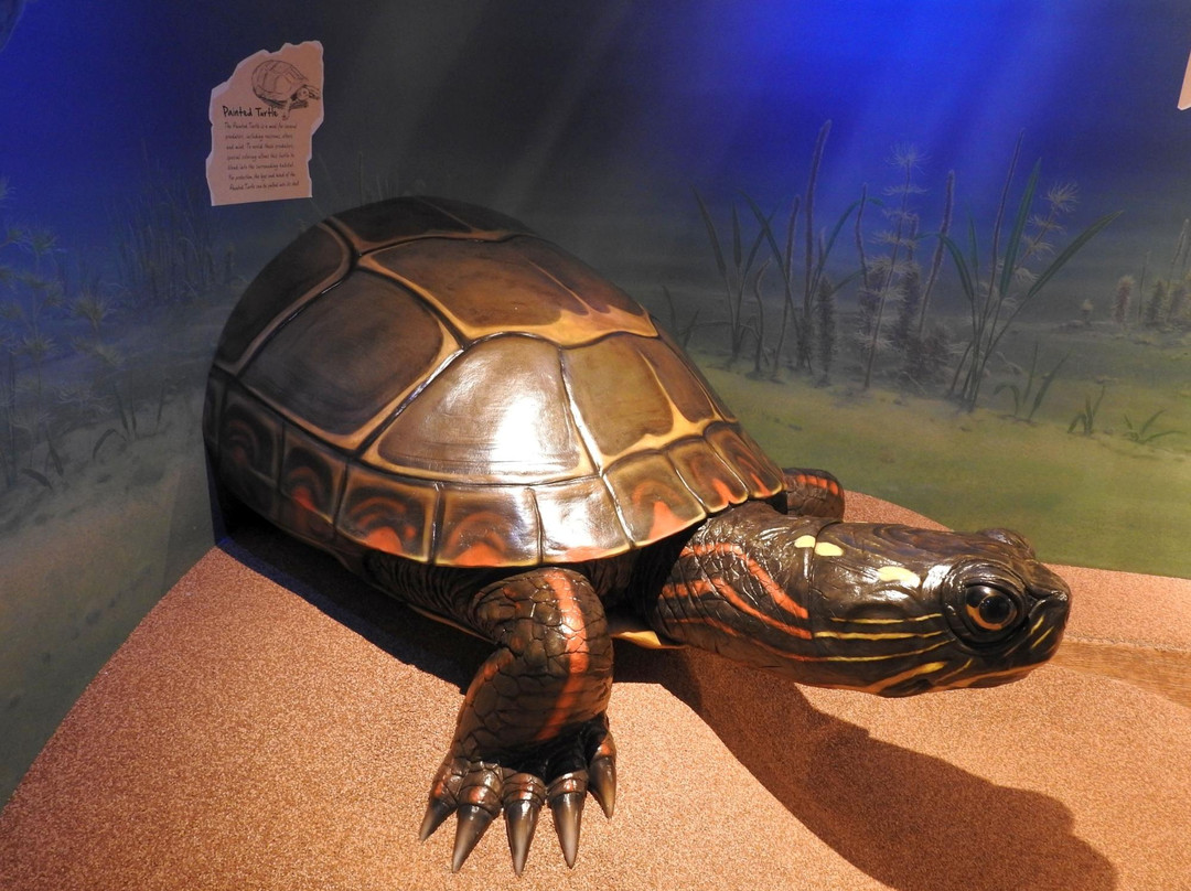 Horicon Marsh Explorium-Horicon必去景点