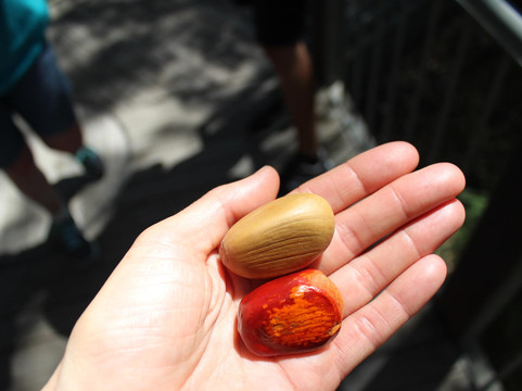 Indigenous Tours WA-珀斯必去景点