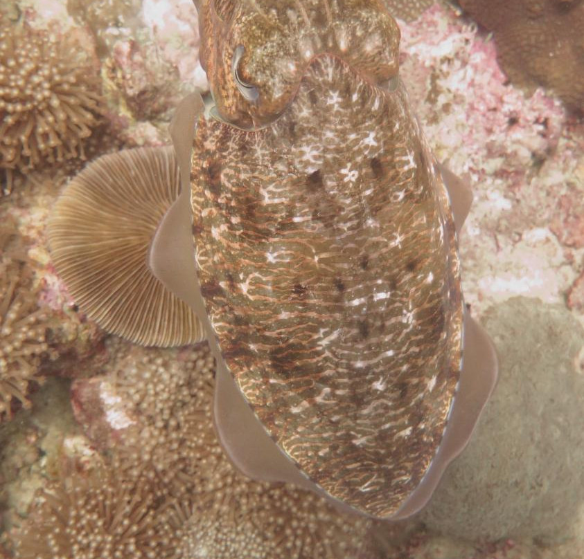 Scuba Addicts Phi Phi景点图片