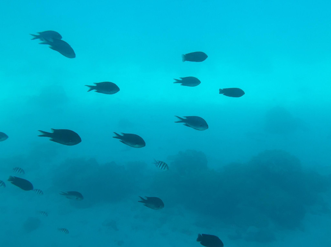 Underwater Sightseeing Boat Blue Marine-海阳町必去景点