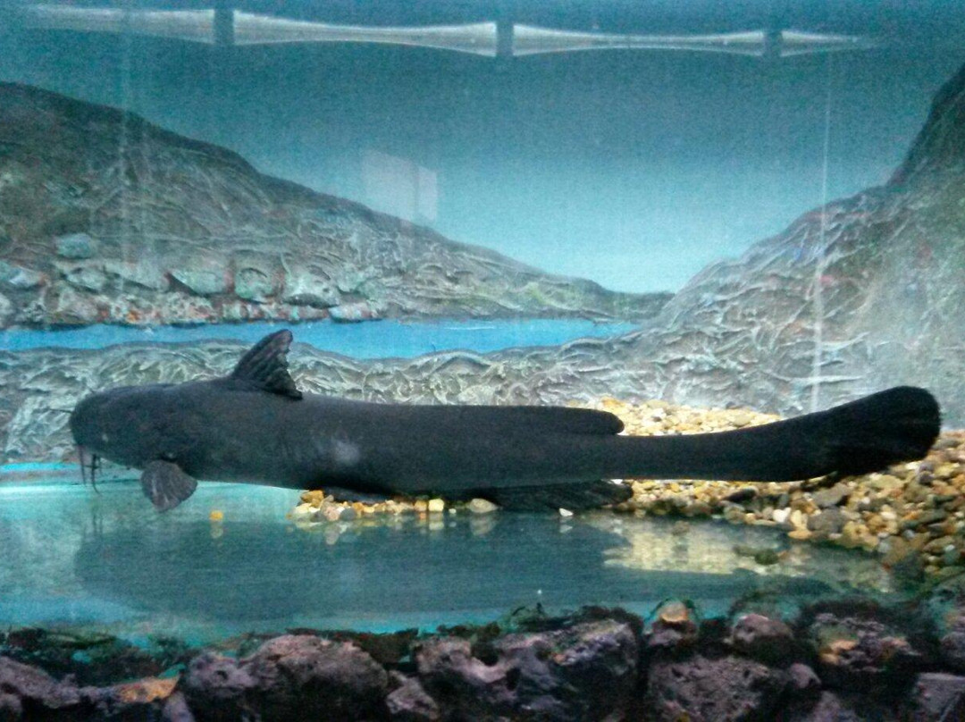 Fishes of Amur River Museum-哈巴罗夫斯克必去景点