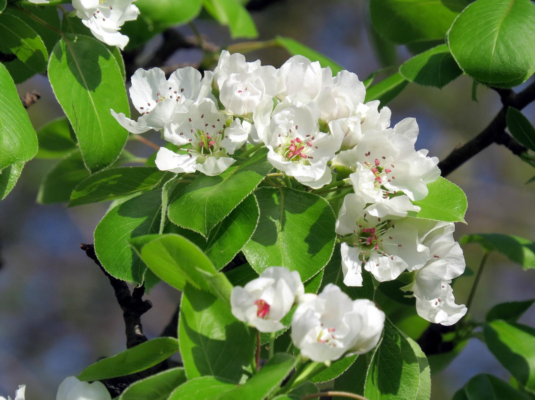 Calvin Ecosystem Preserve & Native Gardens-大急流市必去景点