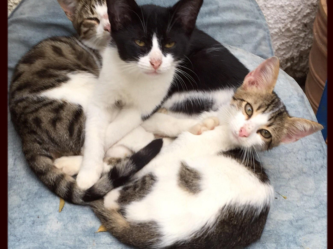 Afetes酒店住宿-Hotel Maistrali