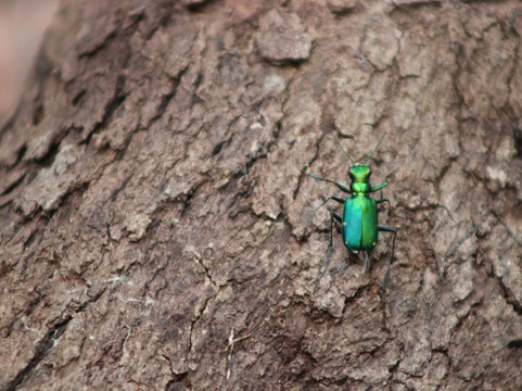 Virginia Canopy Tours-Bentonville必去景点