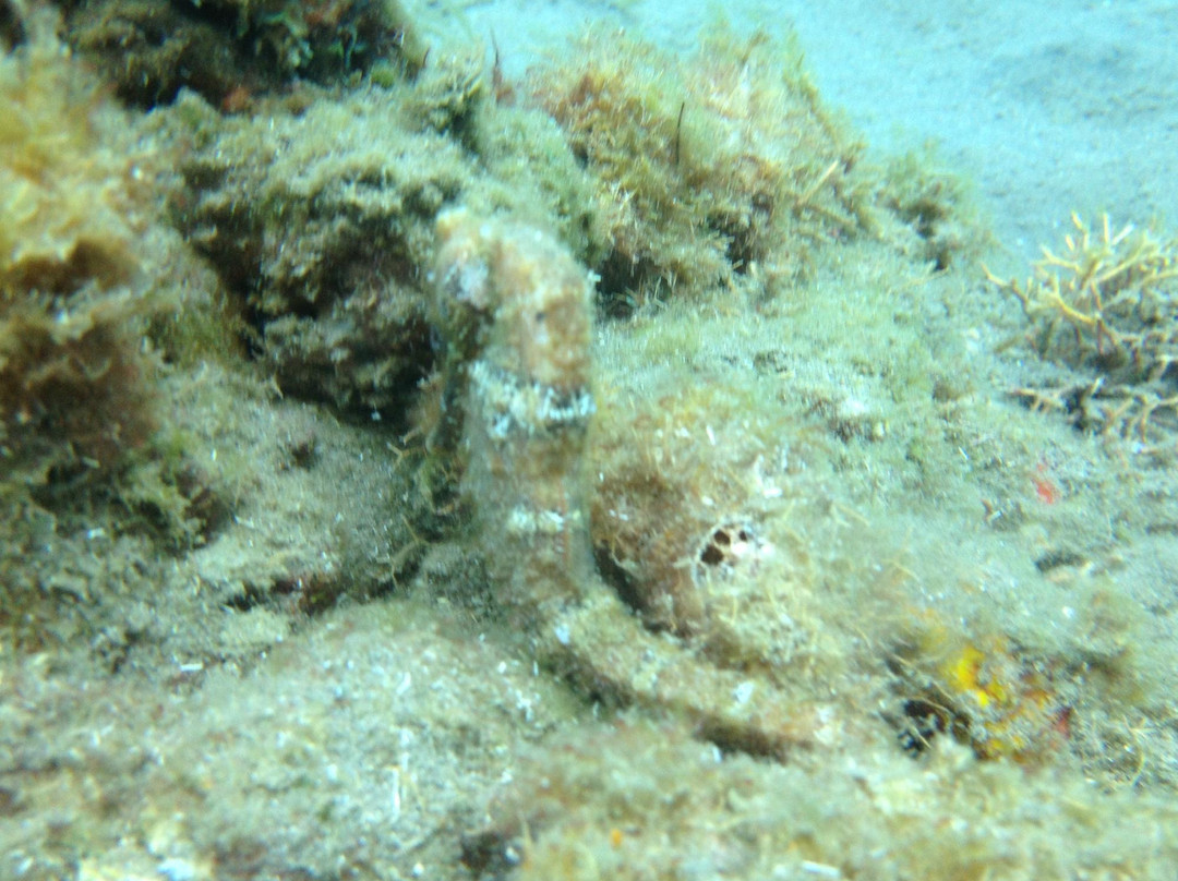 Buddy Dive on Dominica景点图片