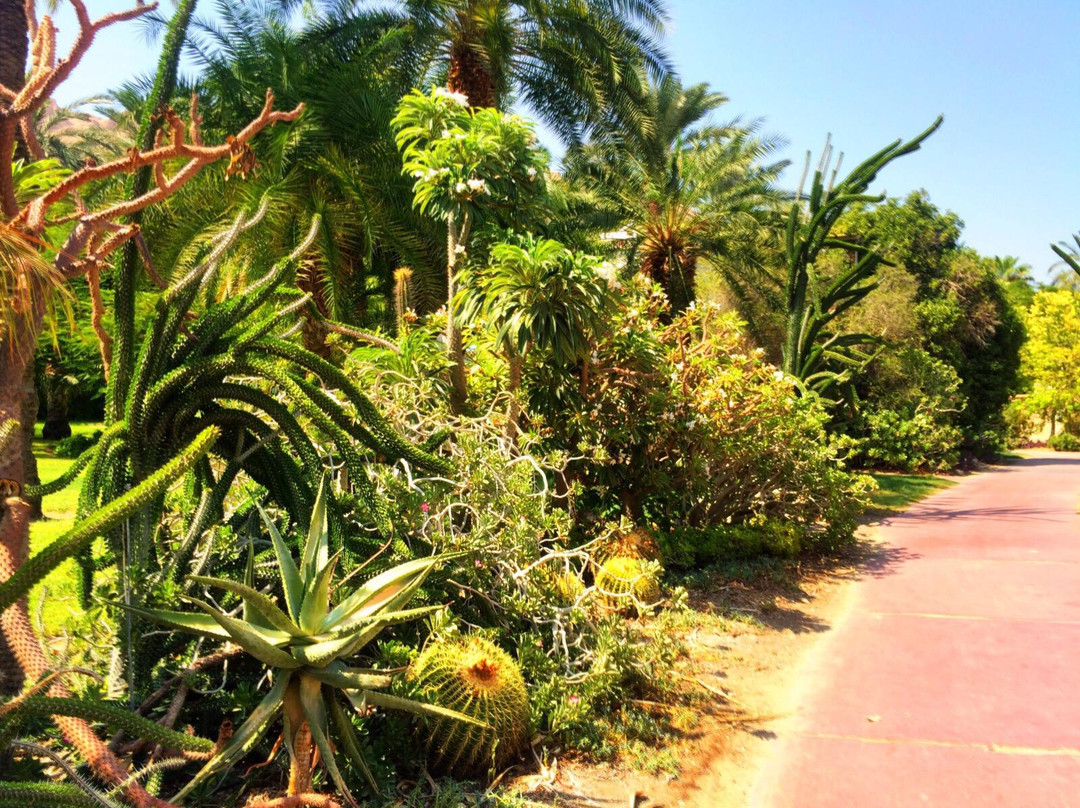 Ein Gedi Botanical Garden景点图片