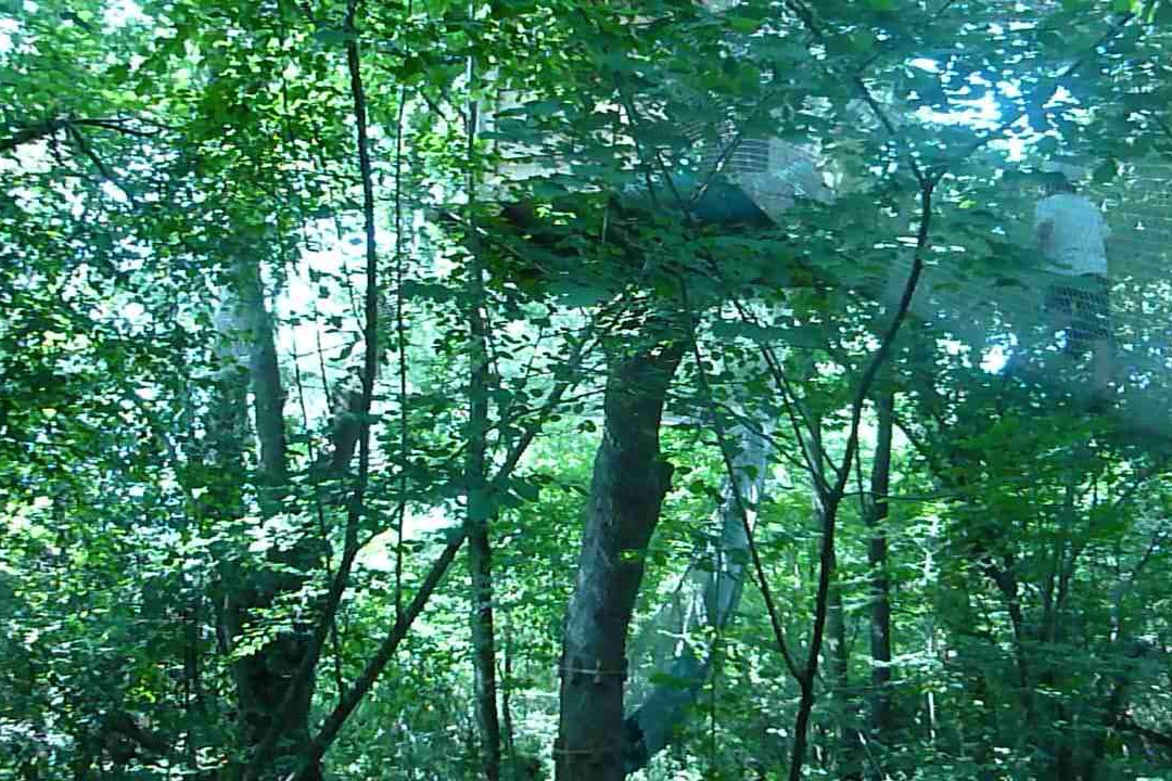 La Foret des Vert'tiges景点图片