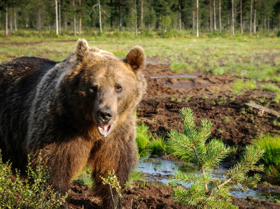 Boreal Wildlife Centre-Kuhmo必去景点