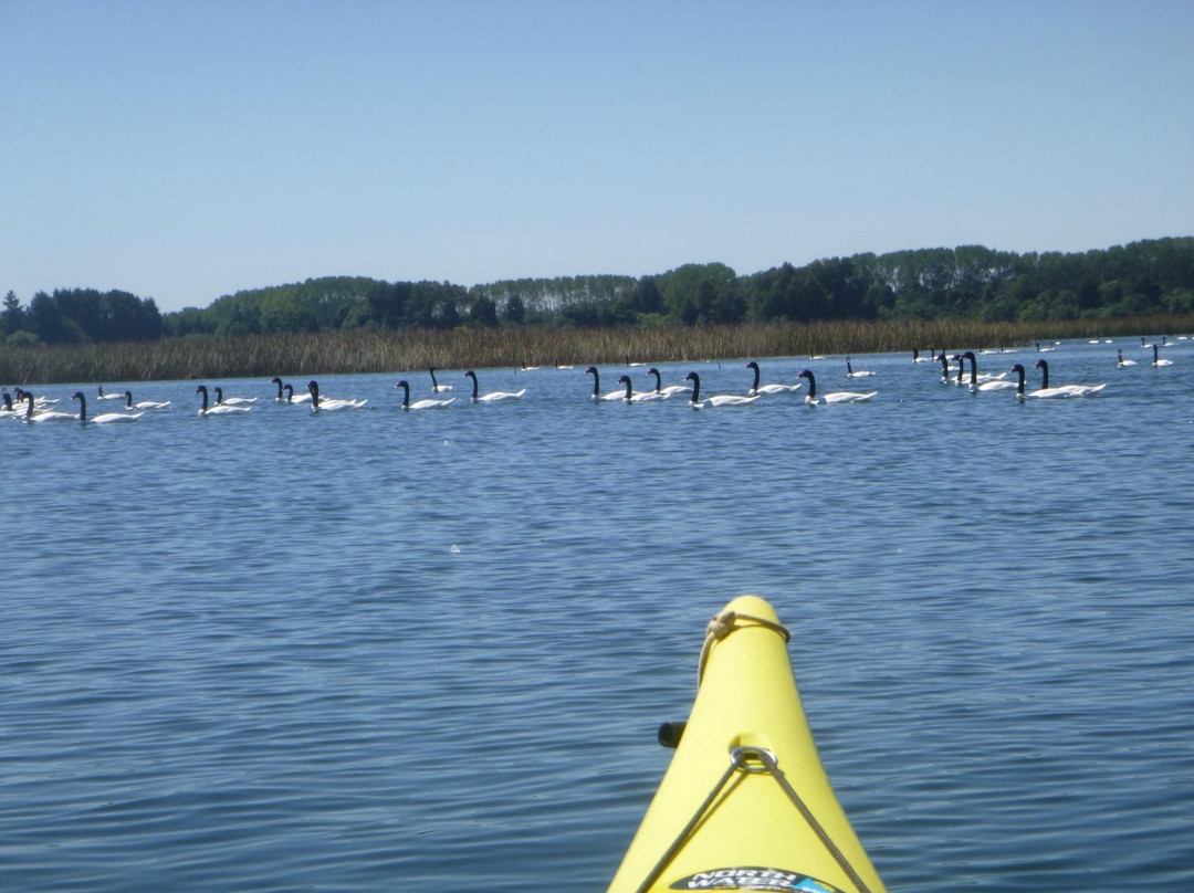 Santuario de la Naturaleza Carlos Anwandter-瓦尔迪维亚必去景点