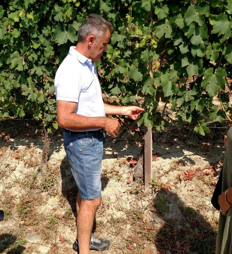 Azienda Agricola Bricco Maiolica景点图片