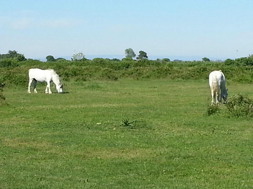 Mas du Grand Peloux-客卧