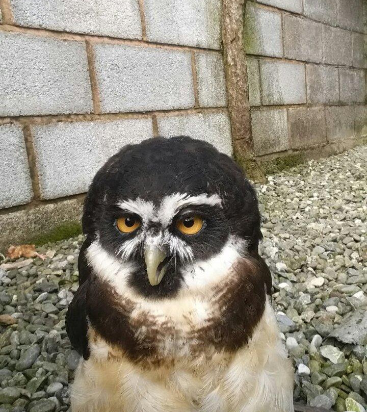 North Wales Owl Sanctuary景点图片