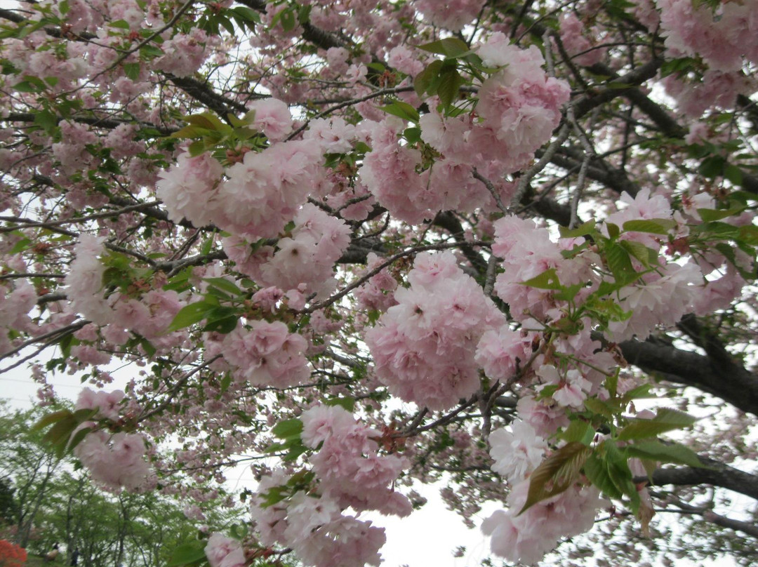 Shizumine Furusato Park景点图片