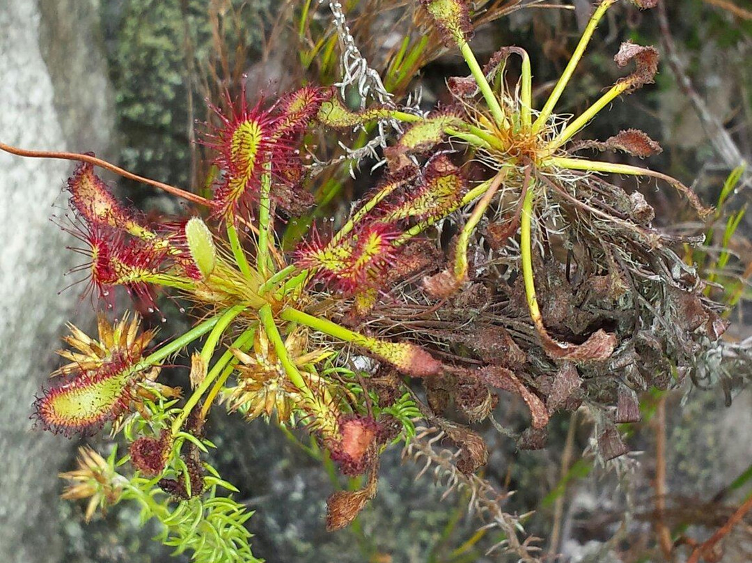Harold Porter National Botanical Gardens-Betty's Bay必去景点