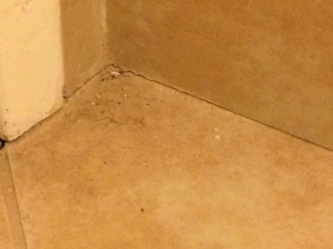 Lone Pine Budget Inn & Motel主图