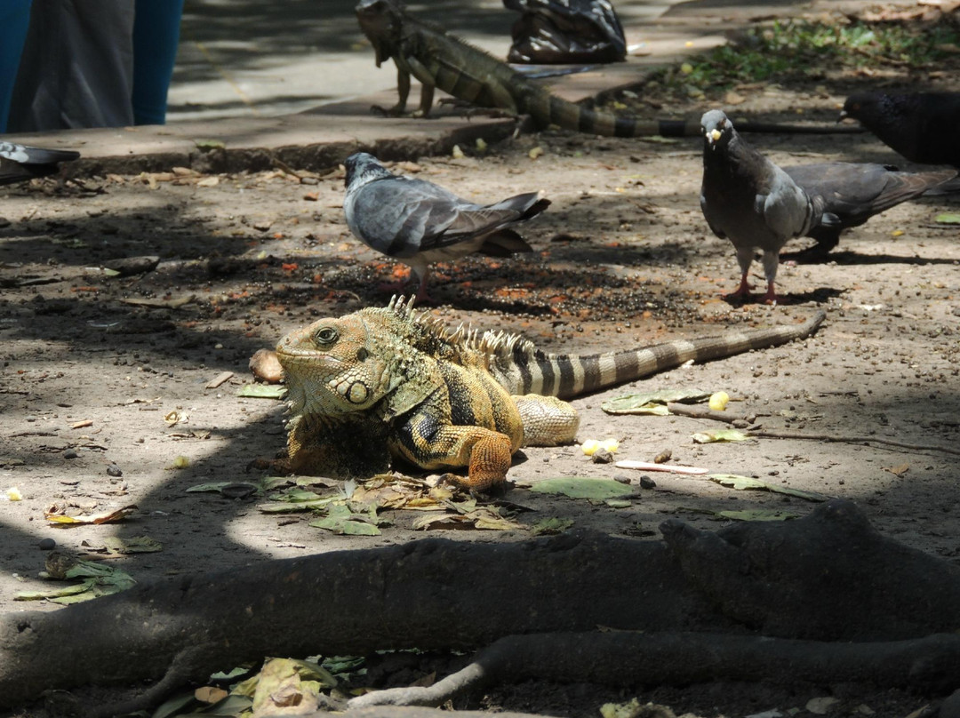 Parque Bolivar-Cartago必去景点