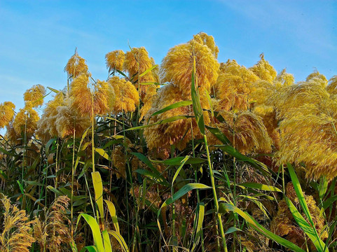 Al Badia Golf Club by InterContinental Dubai Festival City-迪拜必去景点