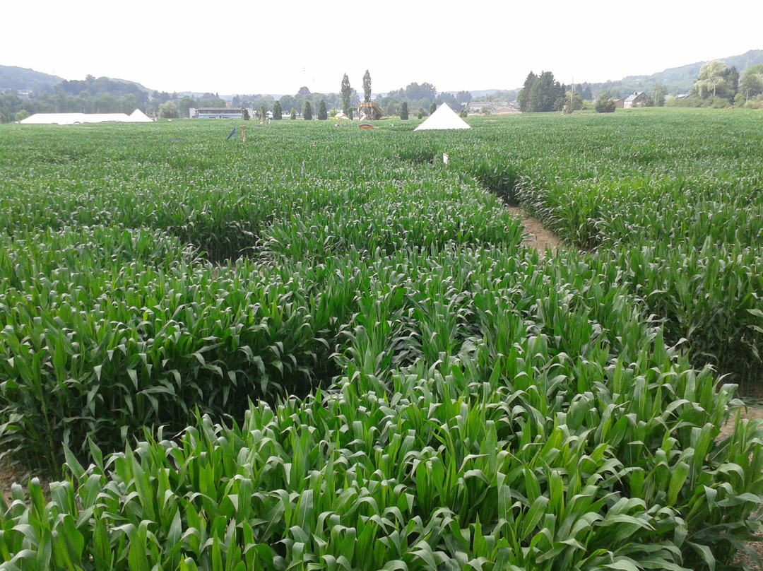 Le Labyrinthe de Barvaux-Durbuy景点图片