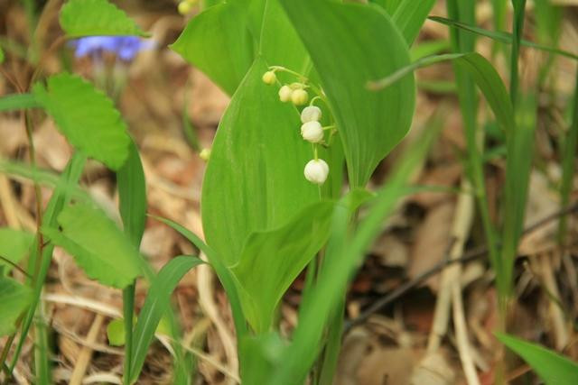 Ahikwacho Colony of a Lily of the Valley-笛吹市必去景点