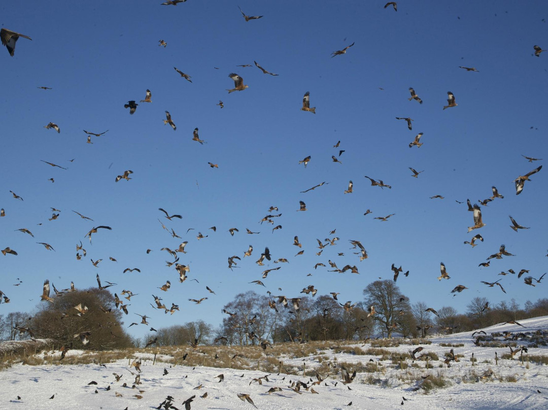 Gigrin Farm Red Kite Feeding Centre景点图片