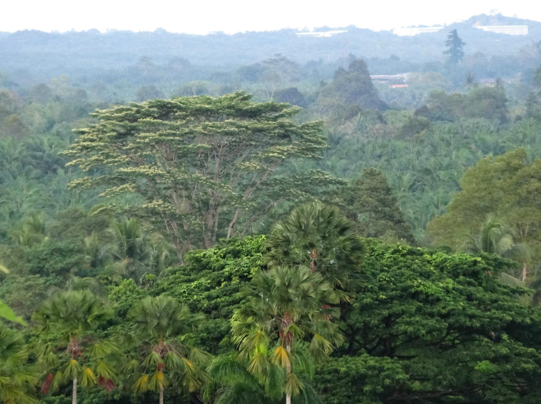 Sandakan Rainforest Discovery Centre (RDC)-山打根必去景点
