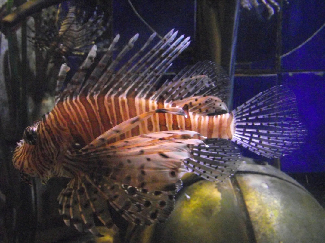 失落的密室水族馆-迪拜必去景点