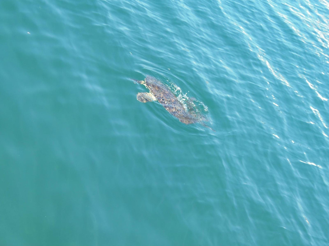 Pequea Beach-伊利亚贝拉必去景点