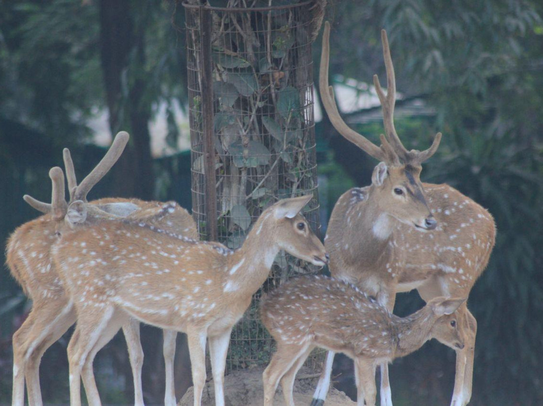 Sayaji Baug Zoo-瓦都达拉必去景点