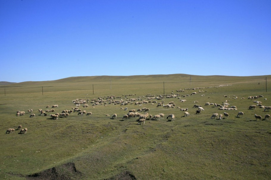 呼伦贝尔大草原-呼伦贝尔市必去景点